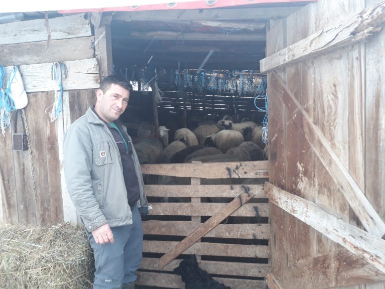 77/5000 Sabahudin Alić, on his sheep farm in Tinja. Source: MCC EKI LLC Sarajevo