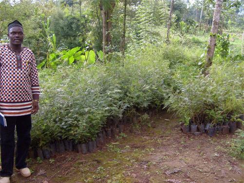 One of the reforested areas in Lebialem Highlands. Source: Trees for the Future