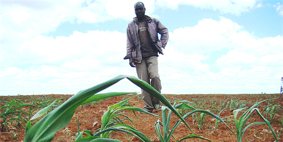 Man cultivating corn. Source: KWFT