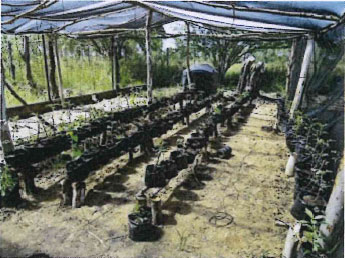 Plants in the nursery garden. Source: IBO Foundation