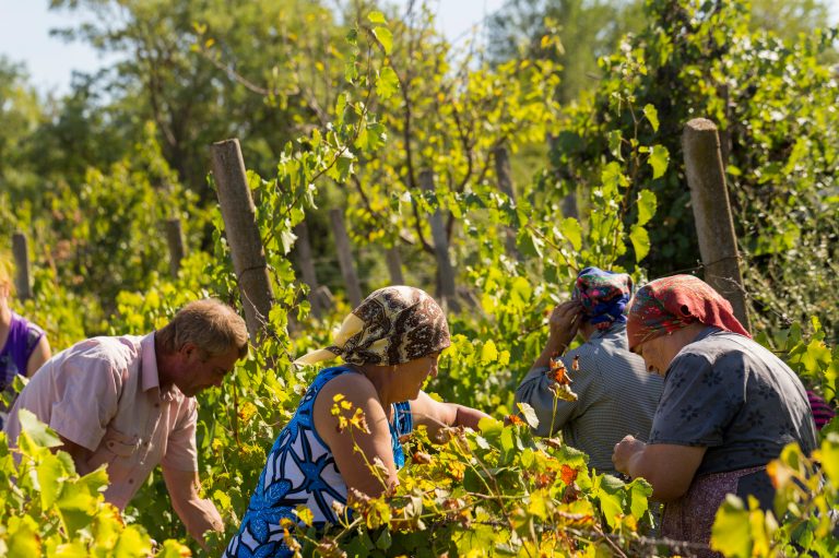 Farmers during the harvest. Source: Piotr Velixar