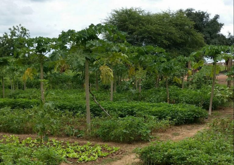 View of the orchard in Zongo. Source: Friends of Rimkieta