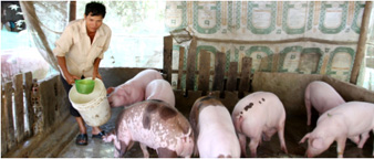 TPC customer farmer looking after his pigs. Source: Thaneakea Phum Cambodia