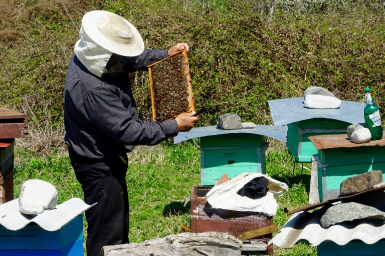 Beekeeper tending his hives. Source: Angela Meier