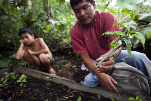 Quechua farmer planting guayusa trees. Source: Runatarpuna Exportadora