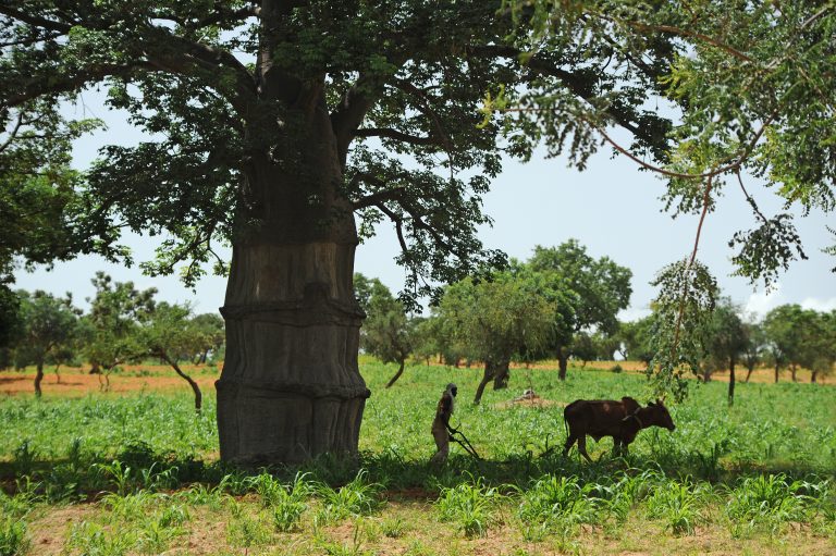 Woman plowing the land for cultivation in Mali. Source: Quick Shot