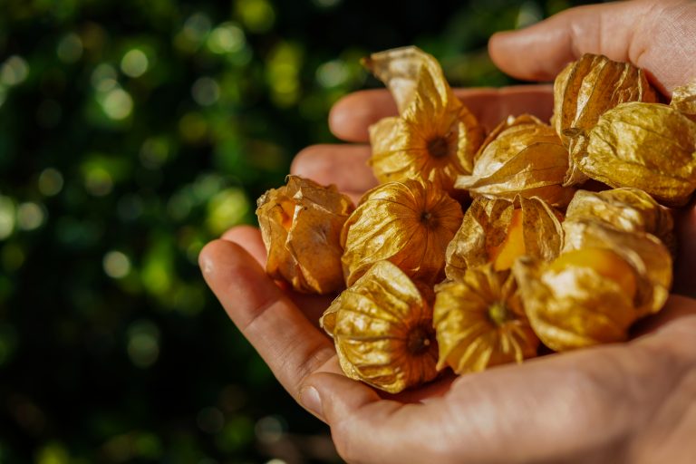 Terrafertil buys cape gooseberry from small farmers in Ecuador and Colombia. Source: alex.zvar93