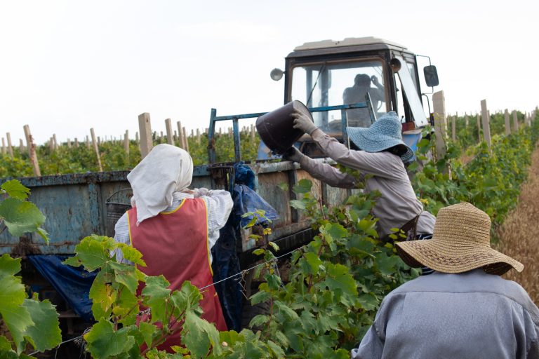 Farmers during the harvest. Source: Elena Diego