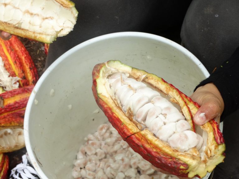 Cocoa in crops of Peru. Source: ACOPAGRO