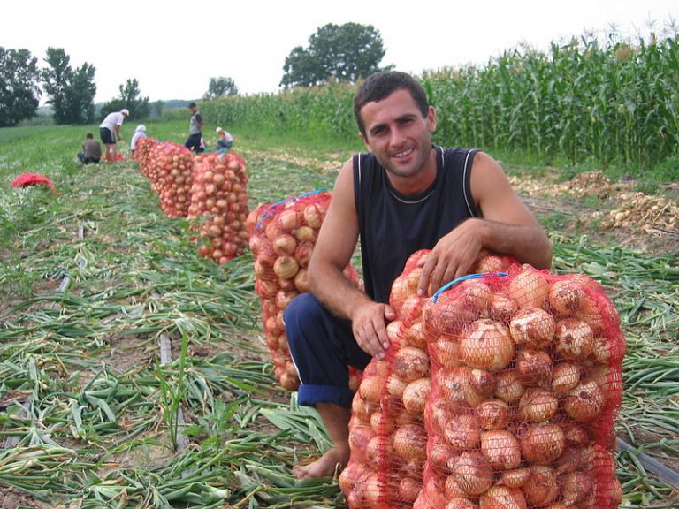 Farmer harvesting onion. Source: CNFA