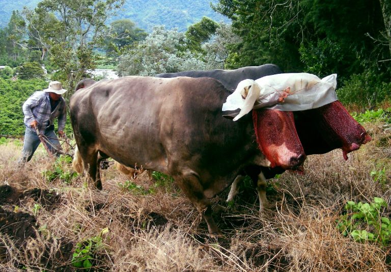 Farmer working. Source: pxfuel