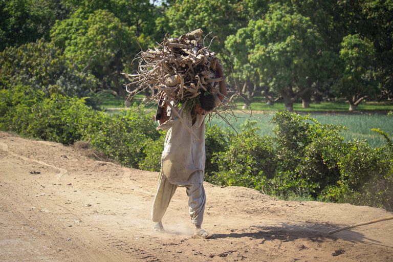 Man carrying firewood. Photo of Emmanuel Samuel