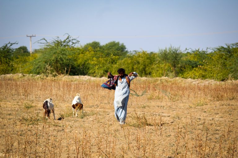 Shepherd with his flock. Photo of Emmanuel Samuel