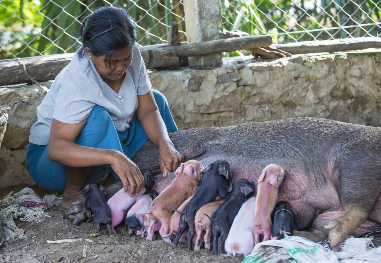 Woman tending her pig and piglets. Source: Kobby Dagan