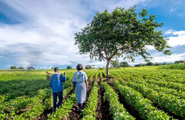 A Good Nature Field Supervisor and farmer scout a field for pests during the growing season. Source: Alison Wright