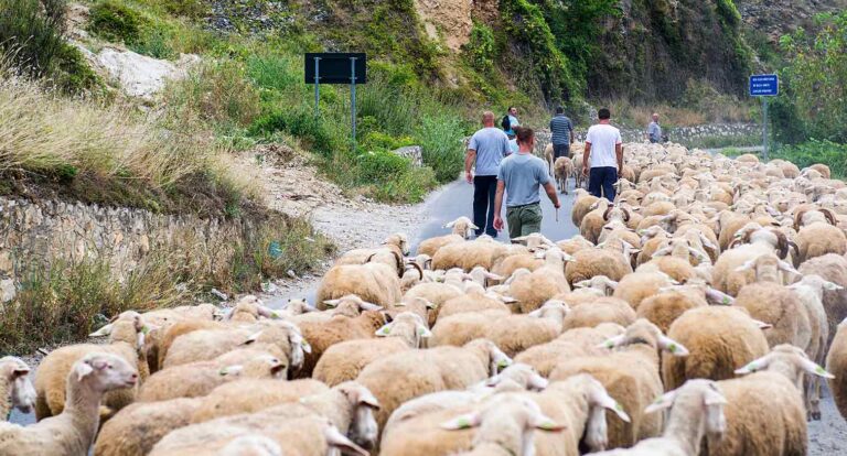 Farmers with their flock of sheep. Source: Giannis Papanikos