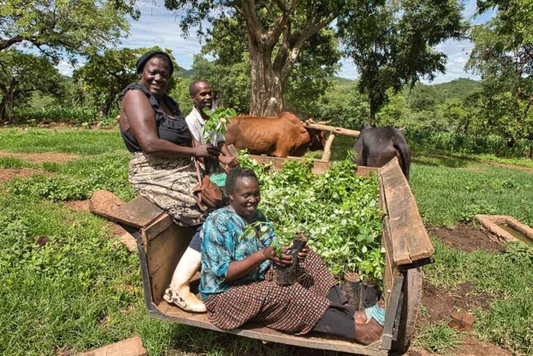 Zambian smallholder harvesting. Source: COMACO