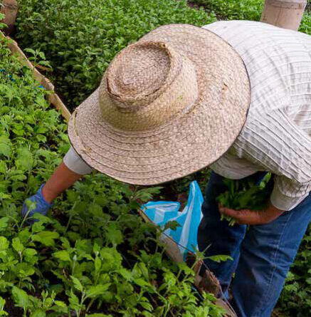 Farmer tending to his fields. Source: Contactar