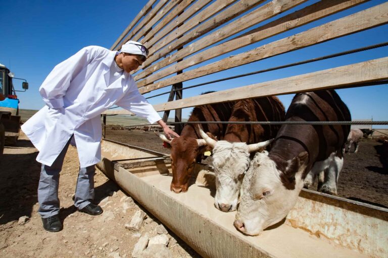 Farmers feeding cows. Source: Alexey Rezvykh