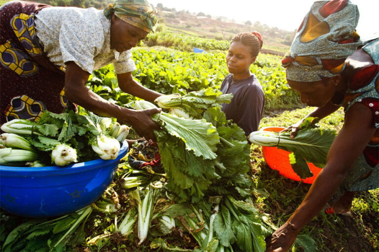 Farmers working their field. Source: Unacrep