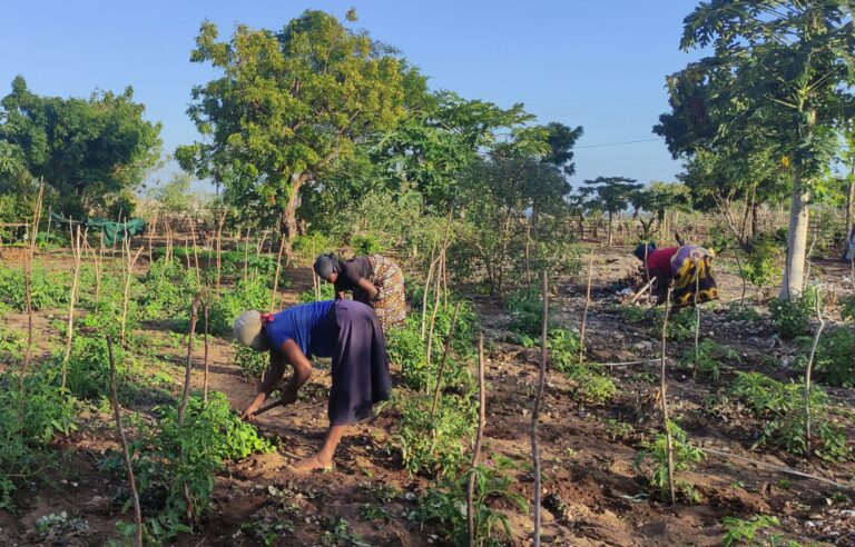 Workers cultivating the land: Source: Fundación IBO