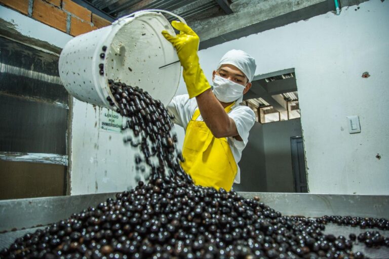 Produce being sorted. Source: Amapuri