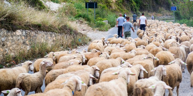 Granjeros con sus rebaños de ovejas. Fuente: Giannis Papanikos