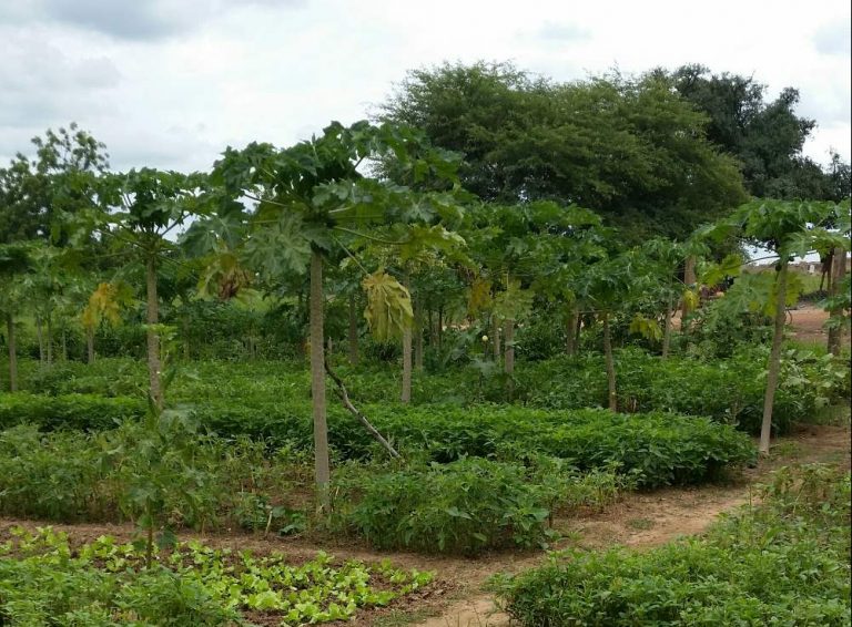 Vista de la huerta en Zongo. Fuente: Amigos de Rimkieta