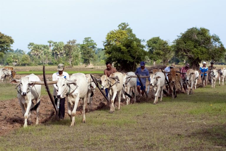 Agricultores trabajando sus tierras. Fuente: VisionFund Cambodia