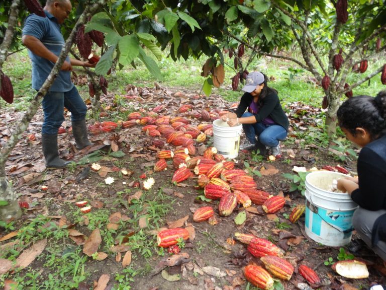 Perú cultivando cacao. Fuente: ACOPAGRO