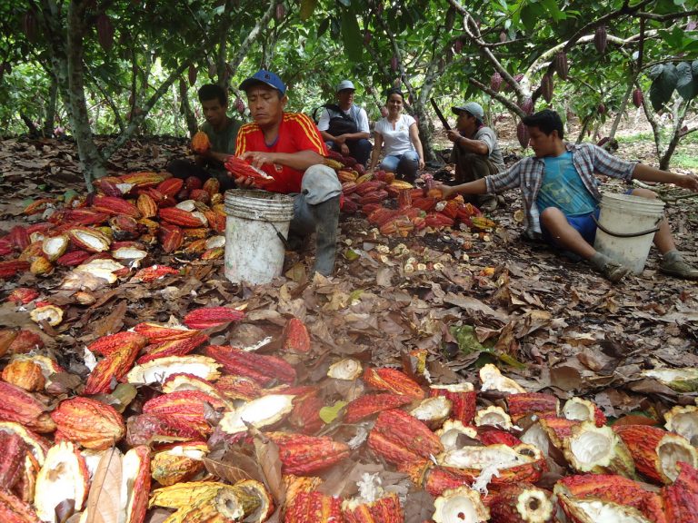 Agricultores en Perú cultivando cacao. Fuente: ACOPAGRO