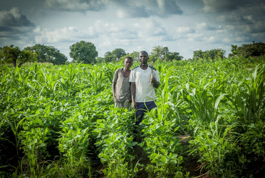 Agricultores colaborando con Babban Gona. Fuente: Babban Gona