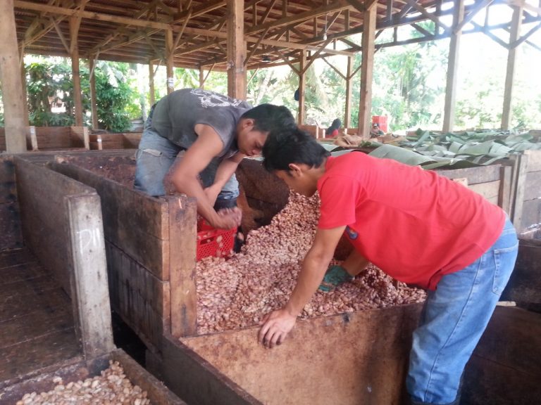 Plantas de cacao para su distribución entre agricultores. Fuente; Kennemer