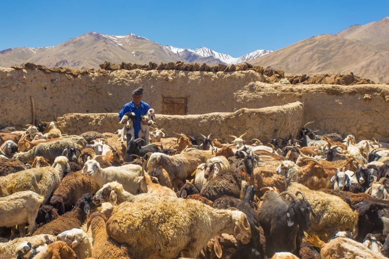 Pastor con su rebaño de ovejas y cabras en su granja Fuente: Dr. Henry Jones