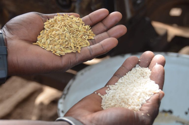 Arroz para comercializar. Fuente: Ecos de Mali