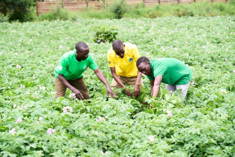 Agricultores de patatas. Fuente: East Africa Fruits