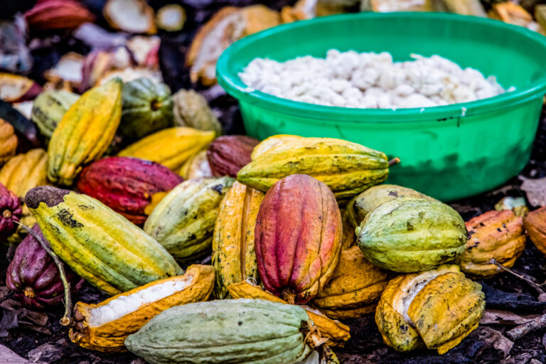 Cacao en baba. Fuente: Latitude