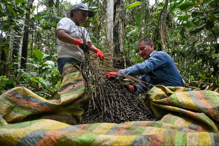 Agricultores cuidando sus cultivos. Fuente: Amapuri