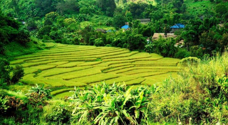 Arrozal en el norte de Tailandia. Fuente: Chacha