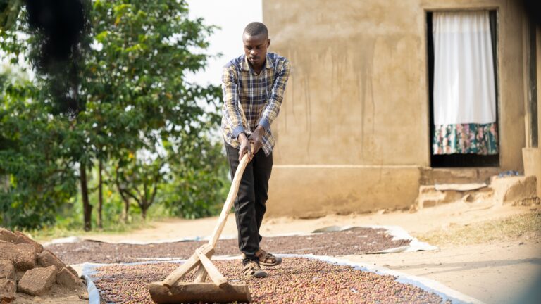 Un miembro de la comunidad secando café. Fuente: Raising the Village