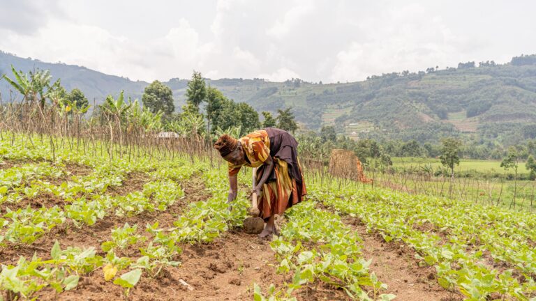 Una agricultora cuidando un cultivo. Fuente: Raising the Village
