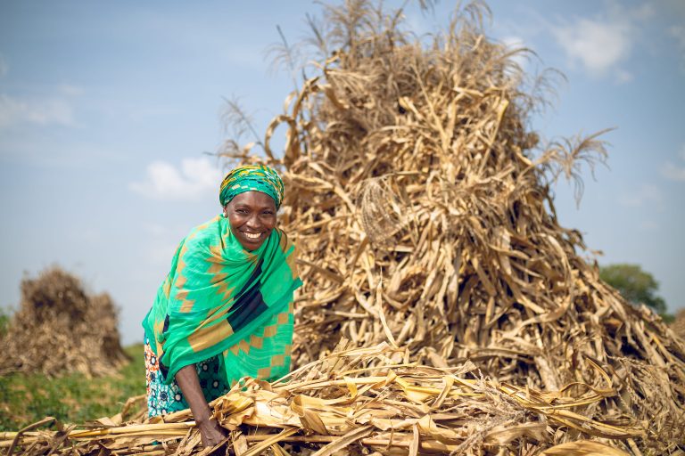 Trilla manual. Fuente: Babban Gona